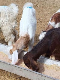 جدعات • الحي العصري • للبيع