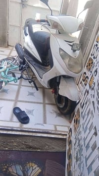 سكنس فحل • ياباني • شرط