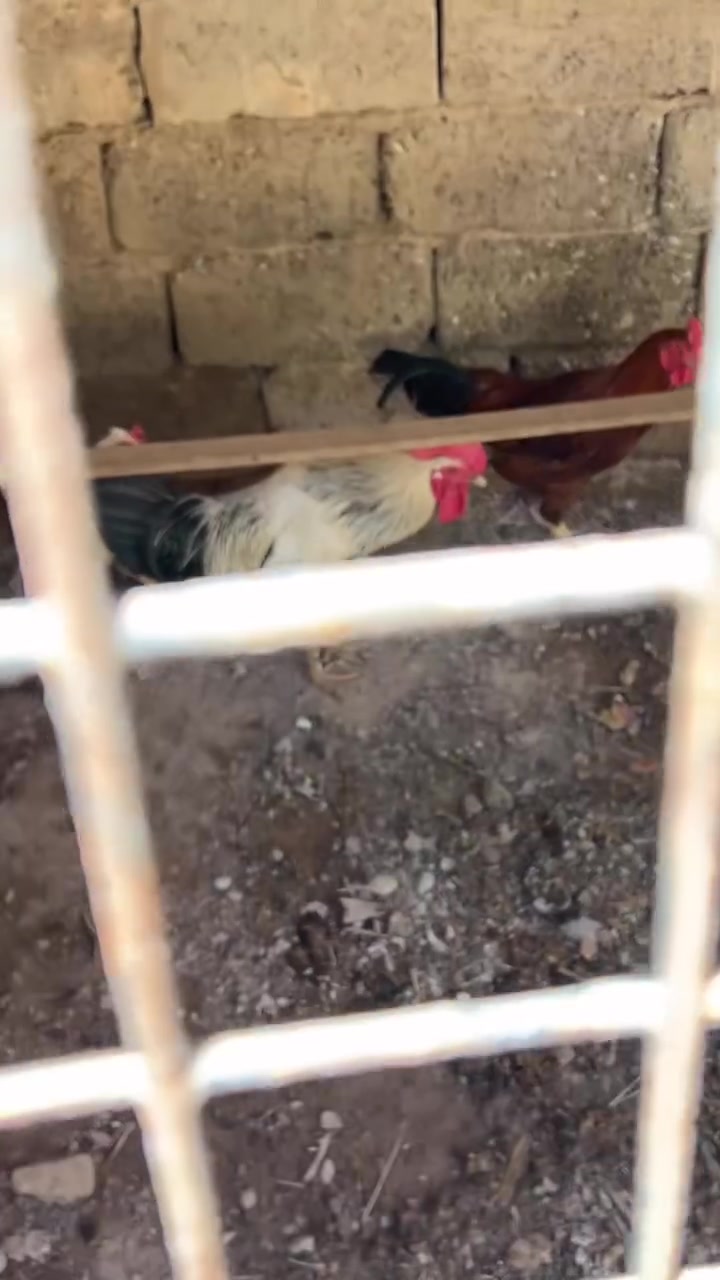 السلام عليكم 
دجاجة  بياضه و٢ ديوچة للبيع
ب٤٠

‭***********‬
