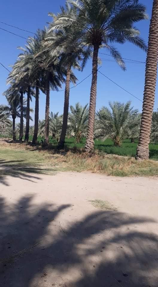 دونم للبيع طابو سند 25 واجهة 30 متر على شارعين موقع سكني مميز متوفر فيه كل الخدمات ًًًموقعه في المحاويل قرب بيت أبو الطياره يبعد عن الشارع العام مايقارب 200 متر والأرض مزروعة نخيل وهذه صور الأرض تحويل مباشر في طابو المحاويل السعر والاستفسار والمعاينة الاتصال صاحب الأرض مباشرة على 
الماسنجر 
00201040175849 واتساب
***********
