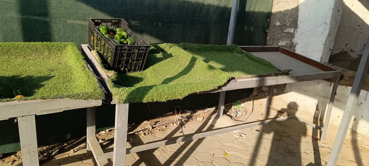 ٣ميازه مخضر جديد للبيع شراي يدخل خاص وبخدمته


**إذا كنت صاحب هذا الإعلان وتريد حذفه لأي سبب، رجاءا أرسل رسالة إلى الدعم الفني**