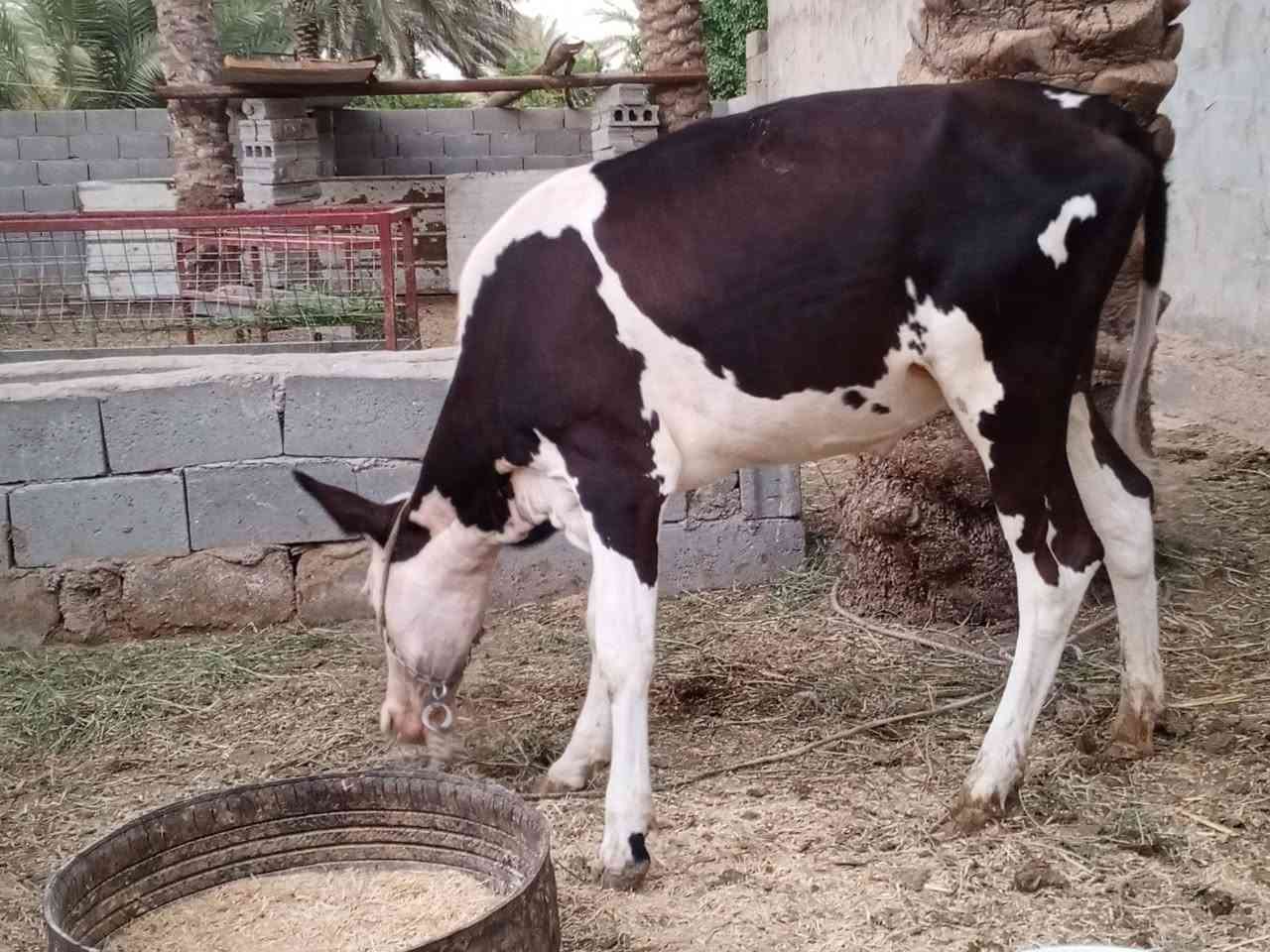 يا الله أباجير 2 فحل 1عنواني كربلاء عون شارع بغداد دخول كربلاء عمود 276 وهاذى رقمي ***********

