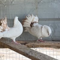 زوجين إسبانيات • طيور إسبانية • حمام إسباني • طيور زينة • حمام زينة • ...