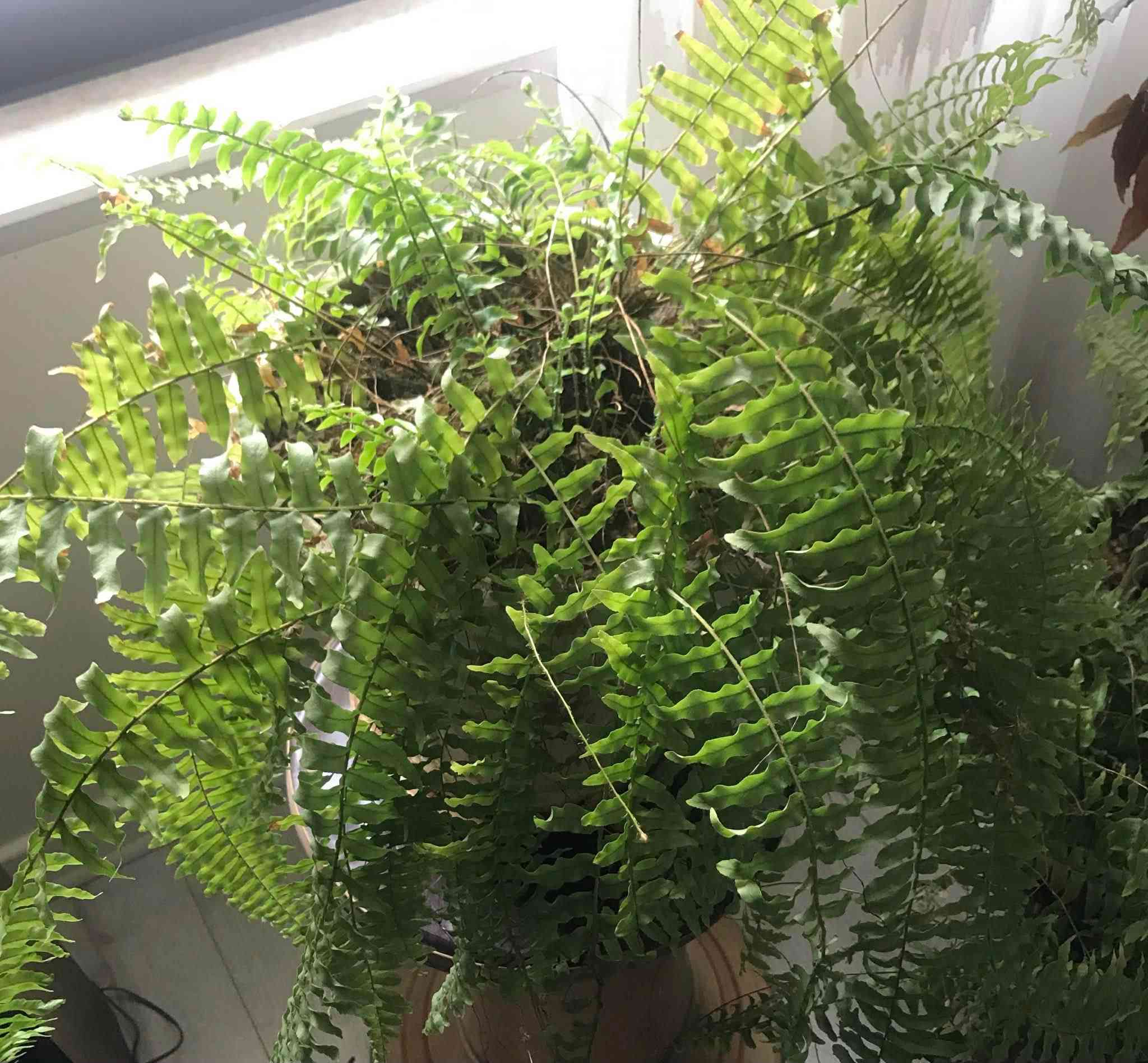 ڕوەکی فۆجێر  تەمەن ٣ ساڵ بۆناوماڵو لەشوێنی شیداریش دەبێت 
نرخی ١٢ هەزار بۆ زانیاری زیاتر پەیوەندی بکە بە 
***********               سلێمانی السليمانية, العراق
