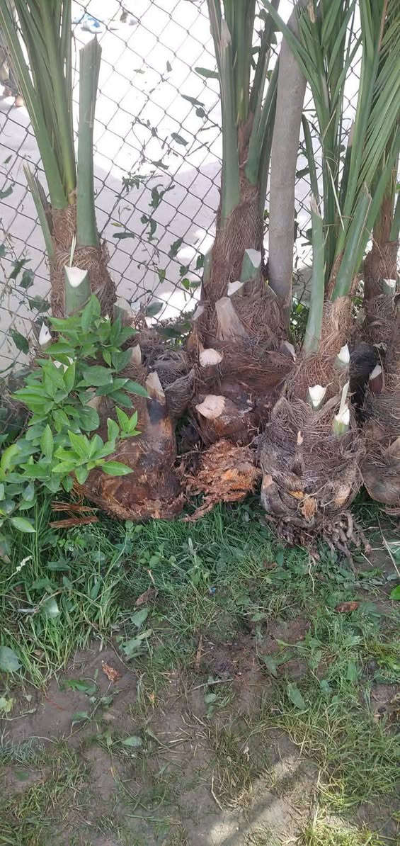 فسائل مكتوم الفسيله 60 الف ***********
