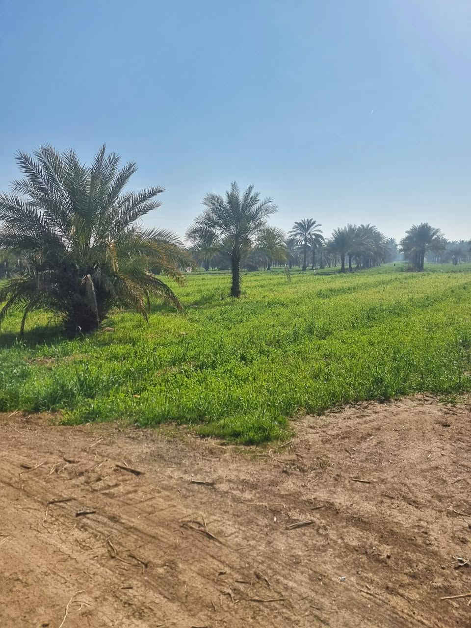 اعلان رقم ⚪🔴 29 🔴⚪ 

#ارض زراعة للبيع 
#المساحة 126 دونم 
#طابو_زراعي #سند_25 

#تحتوي على 700 نخلة 
#تحتوي على مشروع خاص من النهر 
#تحتوي على مضخات ماء  
#قريبة على الشط 
#الارض_مستصلحة_زراعياً 
#مزروعة مخضر حالياً 
#الارض على التبليط من جهتين 
( تبليط يقسم الارض نصفين)  
#واجهة من كل جهة 300 متر 
#ماء و #كهرباء و #خدمات متوفر 
#تبعد عن #طريق_كوت_بغداد 2 كيلو 
#لها طريقين  

#العنوان #محافضة_واسط #قضاء_العزيزية منطقة الگطنية 

#سعر_الدونم  45 مليون وقابل للتفاوض 

للاستفسار اكثر مراسلة الصفحة الرائد للاستثمار العقاري  
او الاتصال على الارقام 

*********** احـمـد العباسي 
*********** مؤمل احسان 

 متابعة للبيج وعمل لايك للاطلاع ع افضل وانسب العروض المناسبة لكم دائماً 
  
       "الرائد ثقتكم الدائمة واستثماركم الناجح "

                  " مع الرائد نحو الريادة "
