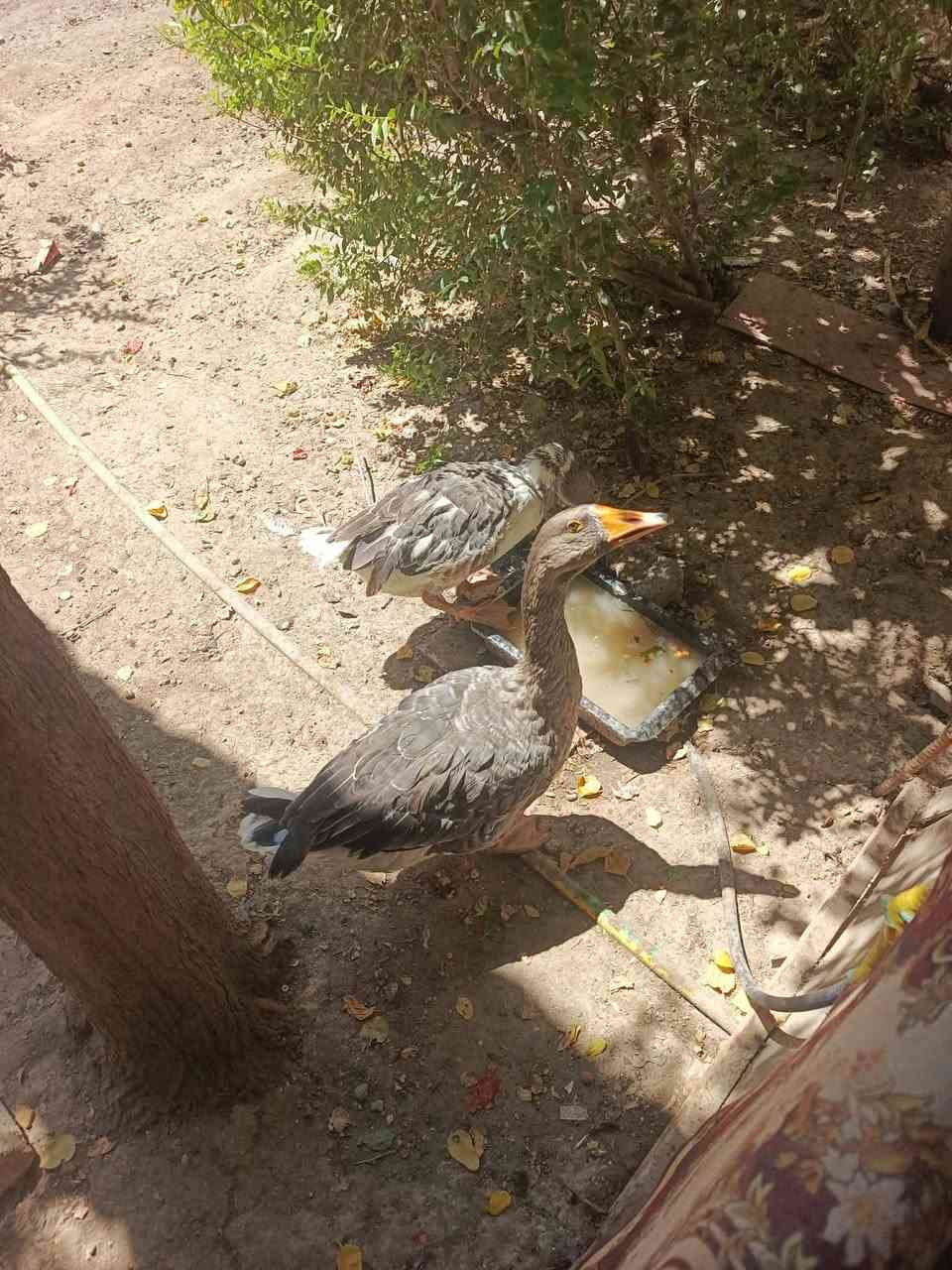 مكلف بلنشر بطات عدد اثنين للبيع ٤٥وبيهن مجال مكانهن حله للإستفسار خاص


**إذا كنت صاحب هذا الإعلان وتريد حذفه لأي سبب، رجاءا أرسل رسالة إلى الدعم الفني**