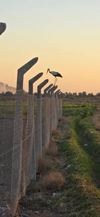 للبيع 60 دونم عقد 117 كل العنوان بغداد اليوسفية ناحية الرشيد سريع الدو...