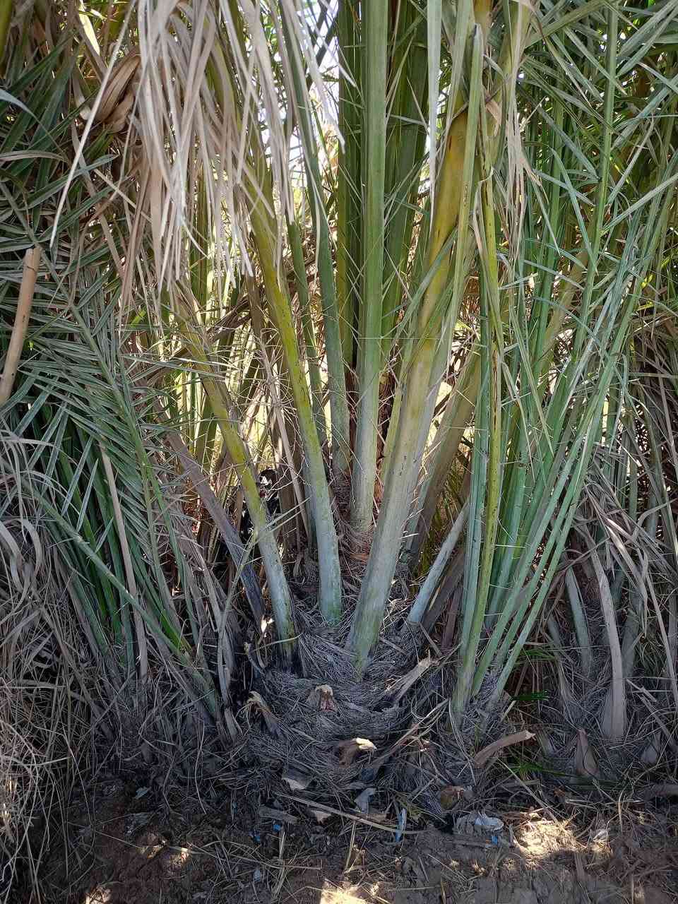 سلام عليكم فسائل نخل للبيع السعر الفسيل 25الف عندي مكتوم نيرسي شويثي خستاوي خضراويه كنطار مكاني كرنه ***********
