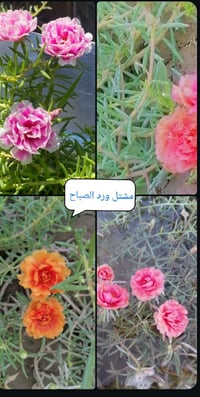 السلام عليكم.. ورد البيع بجميع الأوان 🌷.. الرقم.. 0787 741 4020