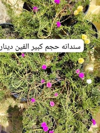 للحجز • ديكور • حديقة