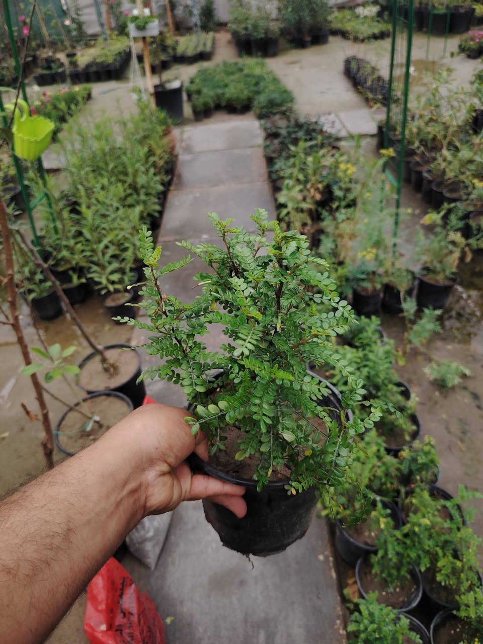 🌹اسعد الله صباحكم بكل خير و عافية 🌹
رجعنا وياكم #بعروض جديدة و خصومات ♻️

🌿بخور عطري🌿
نبات خارجي شمسي جميل جدا
سهل العناية مقاوم للحرارة والاجواء العراقية
سريع النمو عطر رهيب ✅
السعر كل ٣ شتلات ب٥٠٠٠ دينار فقط 💥
للطلب و إلاستفسار الاتصال على الرقم التالي ***********📲
يوجد توصيل داخل الكوت فقط 🚕
