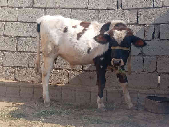 السلام عليكم
حولي للبيع 

المكان اصبيح الحوري 

السعر اتصل عل رقم 

***********
