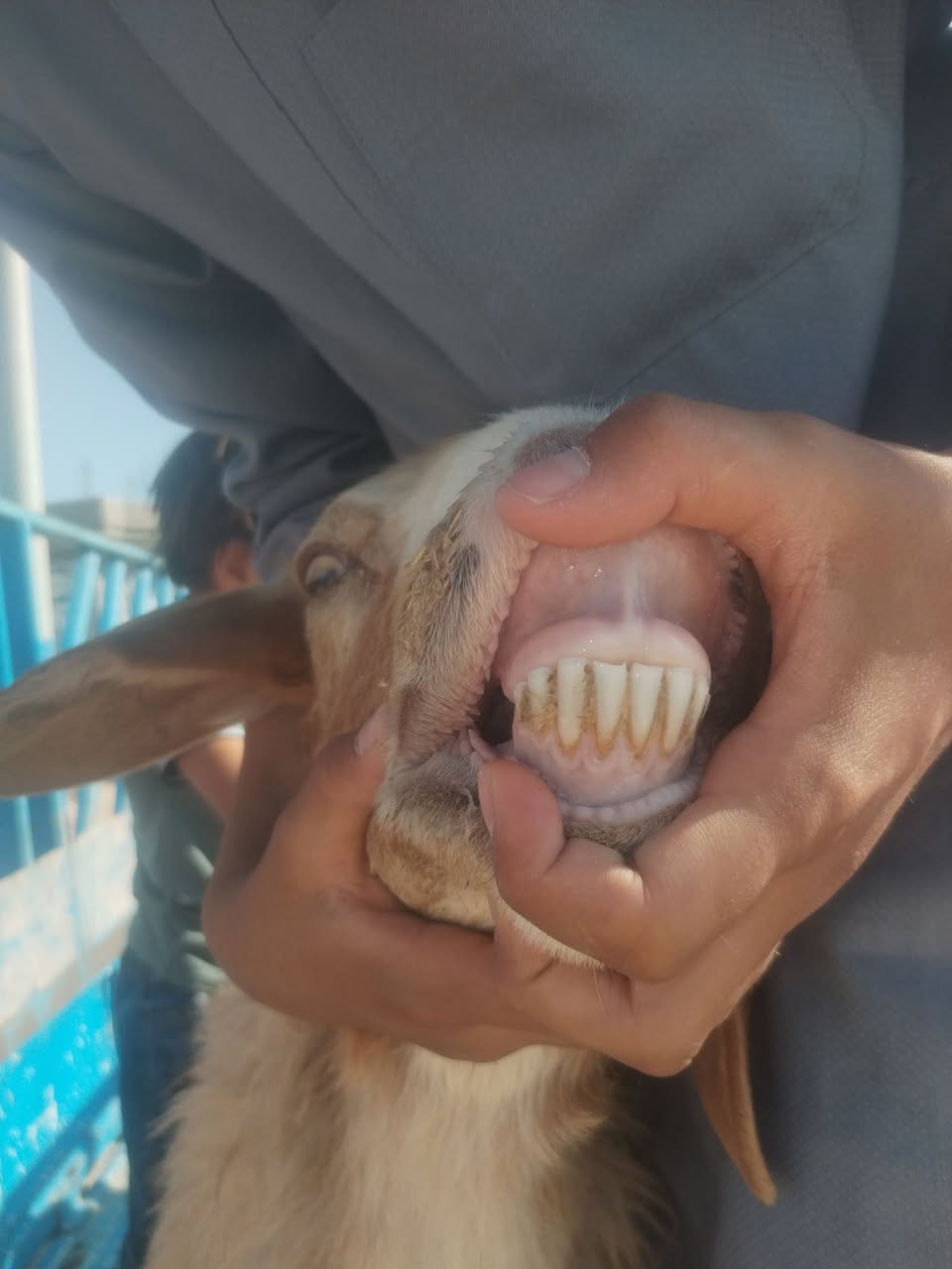 نعجه مال جنيه شرط النصاح سعرها ٣٧٥ المكان حديثه رقم *********** اكو خدمه توصيل

