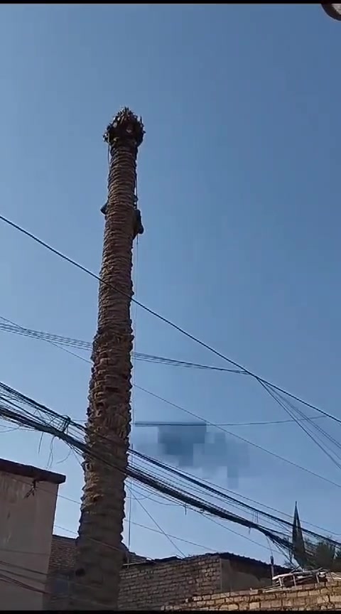 تكريب نخل ***********
