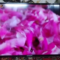 شينون • 50بوصة • مدينة الصدر