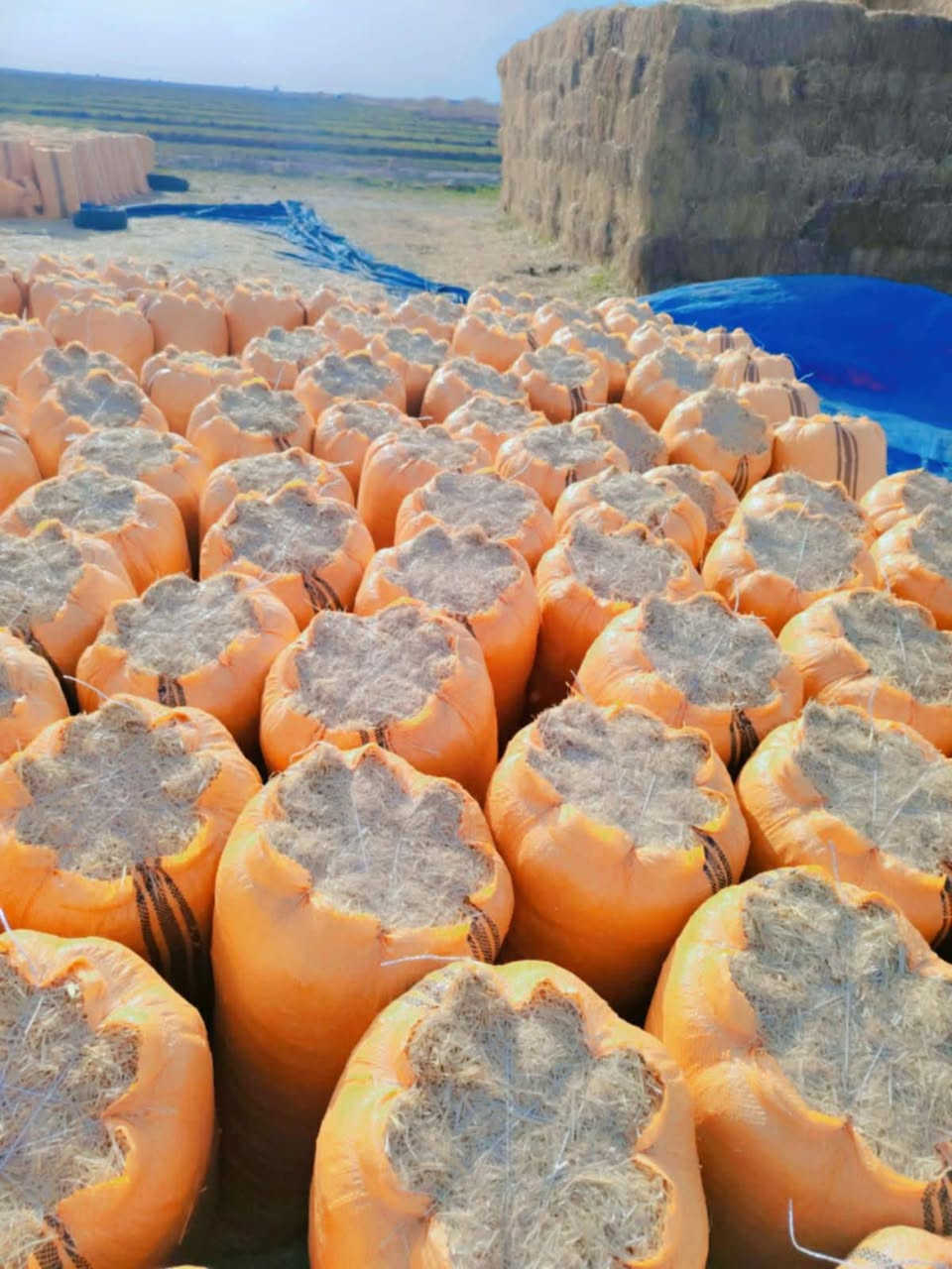 تبن ناعم ترس فول جميع القياسات المحافضات بابل مسيب الديوانية كربلا
***********
***********
