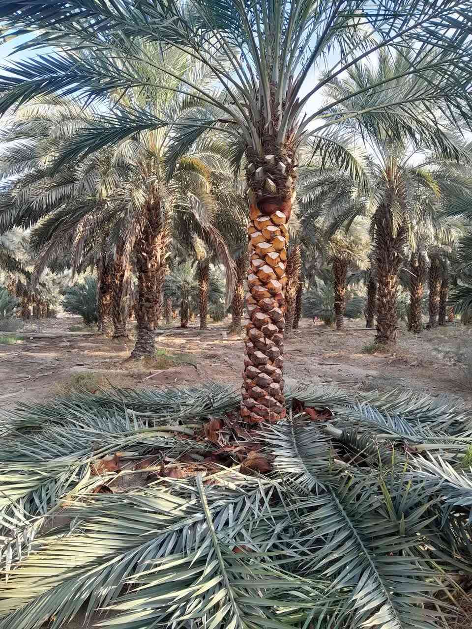 نخيل مثمر للبيع جميع الاطوال متوفره رقم تليفون 0775006415


**إذا كنت صاحب هذا الإعلان وتريد حذفه لأي سبب، رجاءا أرسل رسالة إلى الدعم الفني**