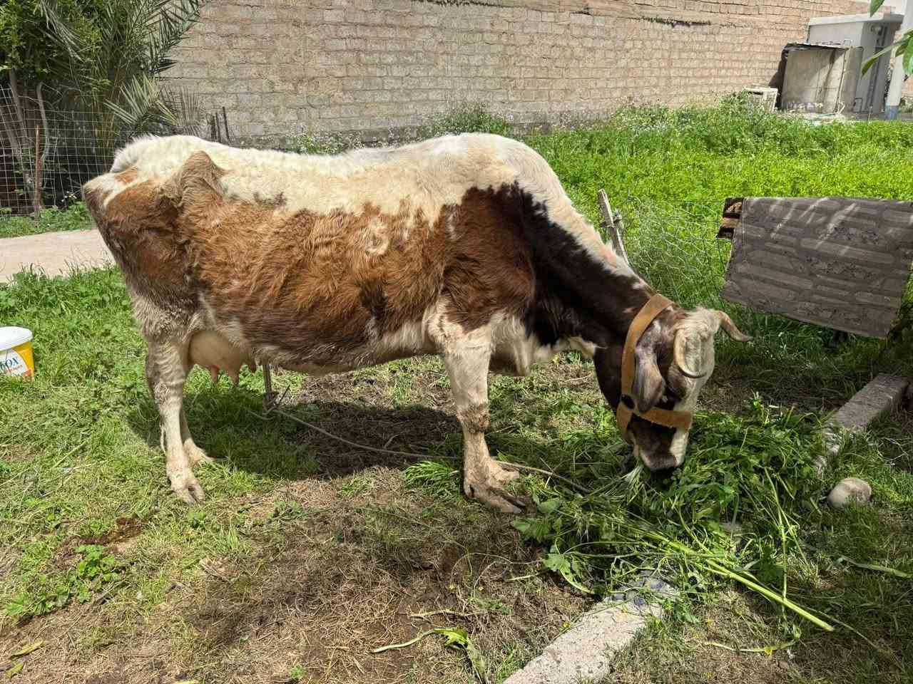 هايشه مال بيت مكفوله والده صار 4 اشهر حليب خير من الله مكفوله من اي عيب اعشار صار شهر تقريبا  -المكان اسديرة- الفياض 
 هاتف☎️ ‭***********
