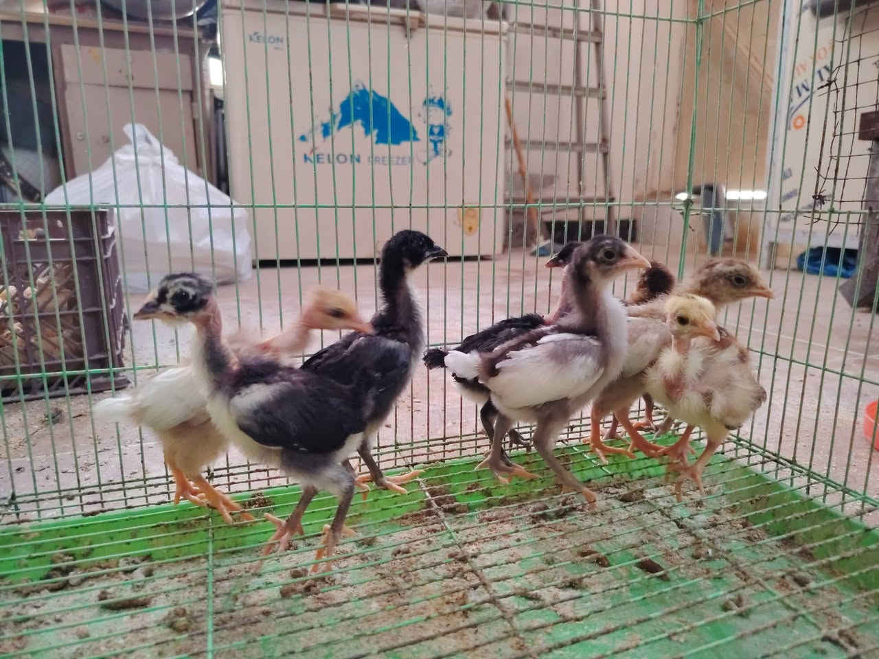 سلام عليكم
موجود افراخ عرب و ابو ركيبه عدد ٩ سعر الزوج ٥٠٠٠
عمرهم ١٤ يوم مكاني حله ورديه خارج مستشفى الكفيل على الشارع العام للاستفسار خاص أو اتصال على الرقم أو واتساب
***********
