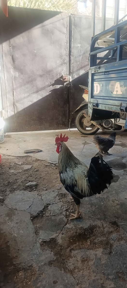 ديج عرب  فول ضخامه كربلاء, العراق


**إذا كنت صاحب هذا الإعلان وتريد حذفه لأي سبب، رجاءا أرسل رسالة إلى الدعم الفني**
