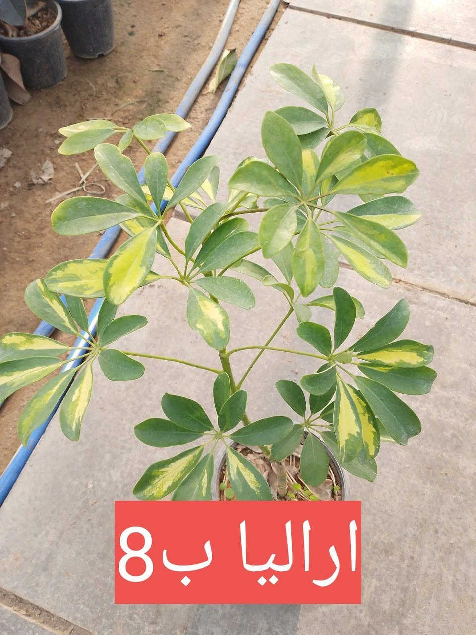 السلام عليكم .. مجموعة من النباتات الشمسية.. بيع بالتوصيل فقط بعض مناطق بغداد


**إذا كنت صاحب هذا الإعلان وتريد حذفه لأي سبب، رجاءا أرسل رسالة إلى الدعم الفني**