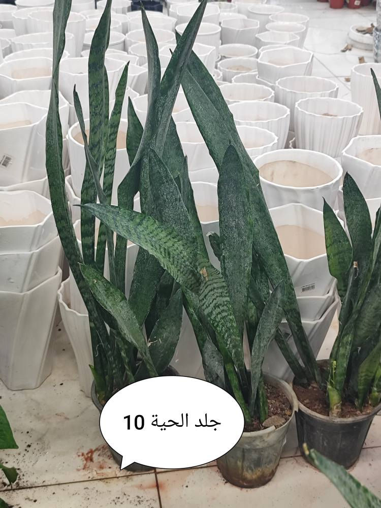 يتوفر خدمة توصيل لكل مناطق اربيل 
3 آلاف دينار فقط . أربيل, العراق


**إذا كنت صاحب هذا الإعلان وتريد حذفه لأي سبب، رجاءا أرسل رسالة إلى الدعم الفني**