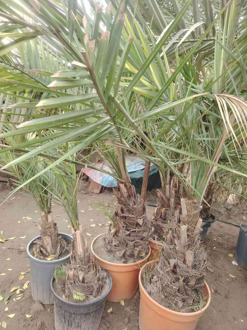 مبيعات فسائل متنوعه واصناف مميزه.


**إذا كنت صاحب هذا الإعلان وتريد حذفه لأي سبب، رجاءا أرسل رسالة إلى الدعم الفني**