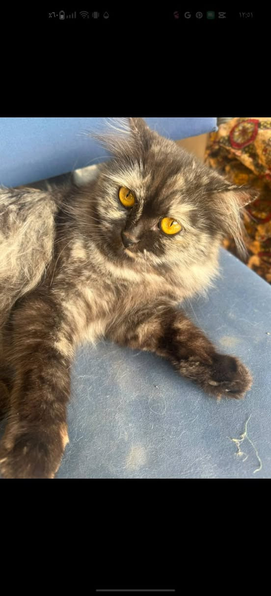 السلام عليكم...

😻 قطة تخبل 🐈‍⬛ فووول ألافه وفول نظافة تعرف اسمها 😘 هجين شيرزاي وبيرشم #للتبني للتواصل الاتصال على هذا الرقم (متوفر واتساب)
***********
