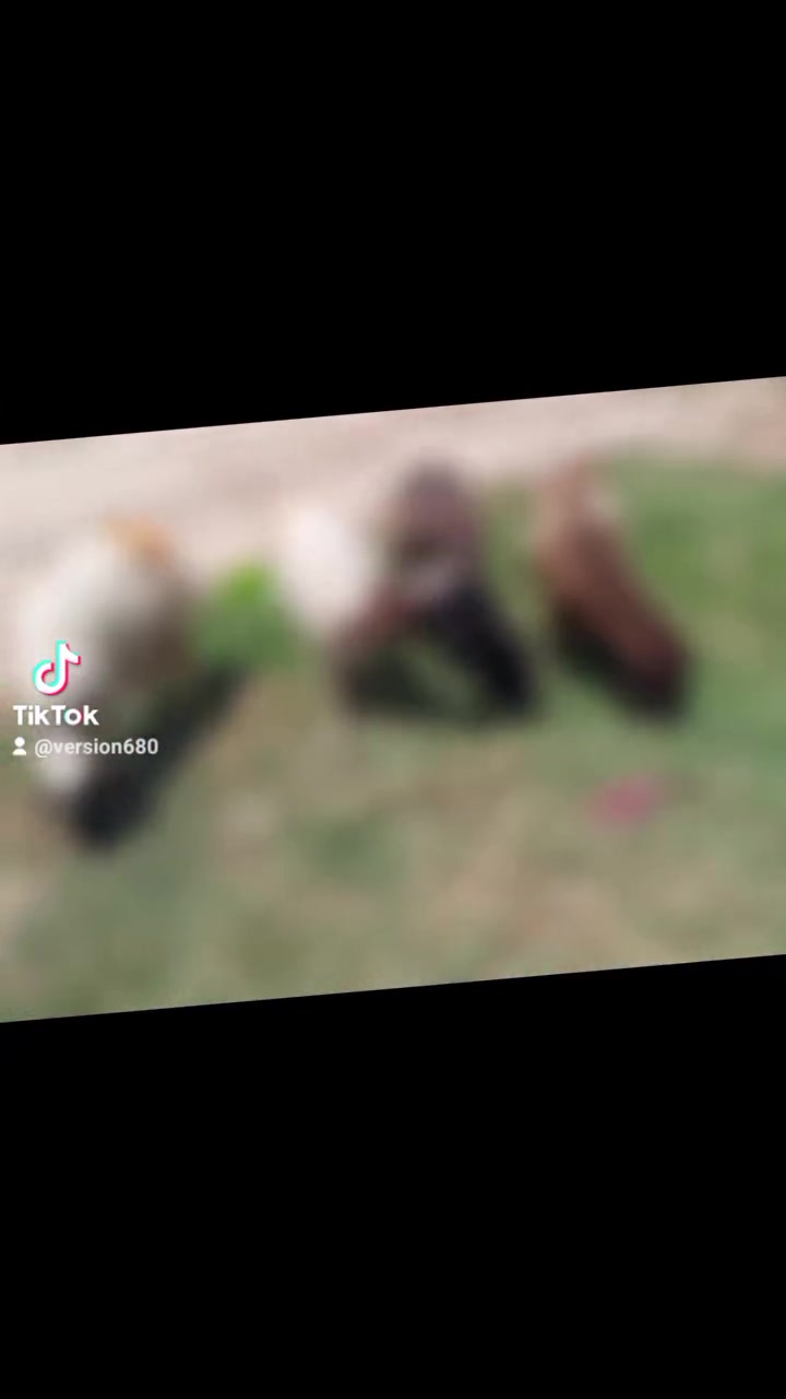 اللهم صل على محمد وال محمد متاح حلال العدد 4وين  الجنايه حلال نظيف مال جني سن وشطر  وين يدور حلال نظيف مال  جني سعر زوج 500وبيهن مجال بصيط  مكان بغداد المشاهده  توصيل ماكو رقم *********** بي واتساب @@
