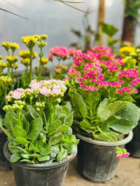 مشتل النورين • ورود فخمه • شارع الغطاس