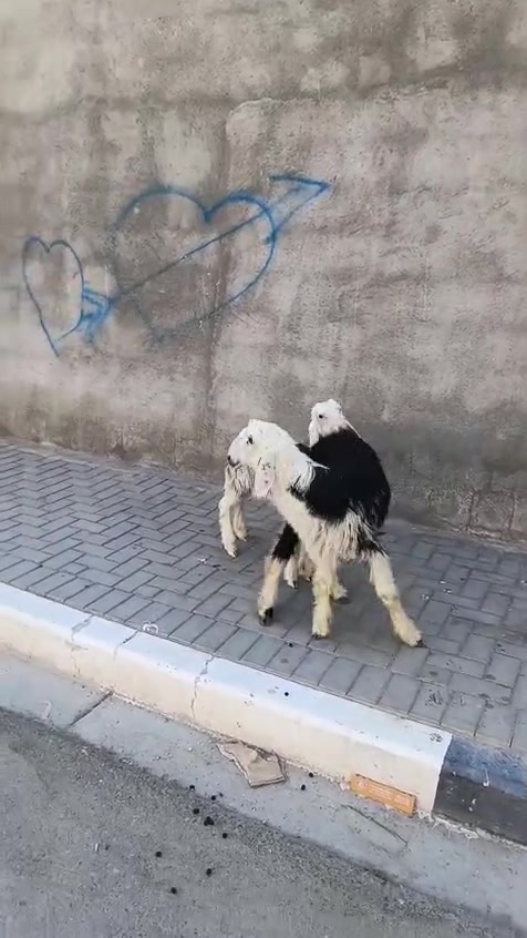 رقم الموبايل ***********
