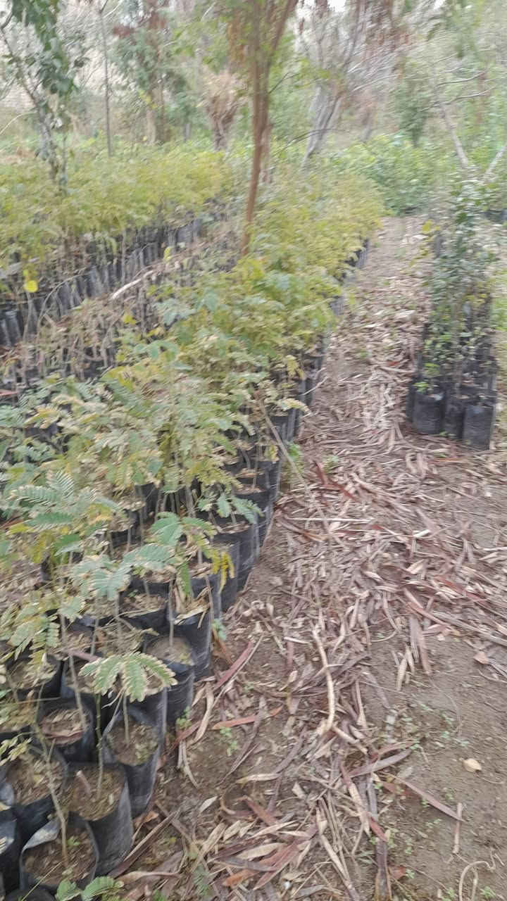 حمضيات انواع متر الف ونص  لنكه دنيا متر ٣ الف


**إذا كنت صاحب هذا الإعلان وتريد حذفه لأي سبب، رجاءا أرسل رسالة إلى الدعم الفني**