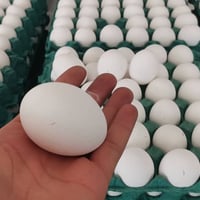 بيض خشن • الطبقة • الزويد السايدين