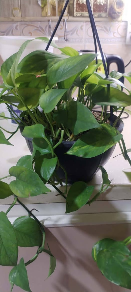 تخفيضات تخفيضات تخفيضات على النبات الطبيعي 🌹🌹🌹🌹🌹🌹🌹🌹🌹🌹🏃🏃🏃🏃🏃📢📢📢📢📢📢

الاسعار مكتوبه جوه الصور بالنشر ☘️🪴🪴🪴🪴🪴🪴🪴🪴🪴🪴📢🏃📢📢📢🏃🏻🏃🏃🏻 

متوفر خدمة التوصيل داخل خانقين 🚗🚗🚗🚗🚗🚗🚗🚗


**إذا كنت صاحب هذا الإعلان وتريد حذفه لأي سبب، رجاءا أرسل رسالة إلى الدعم الفني**