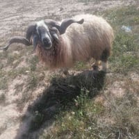 كبش اب ٣ سنه صاغ سعره ٥٥٠ اي ستفسار 07823231892