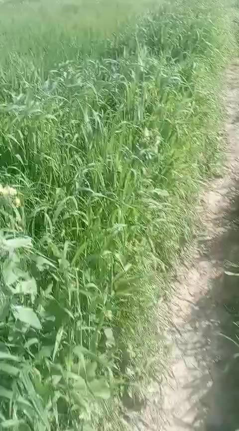 8 دونم  أو 10 دونم حسب جيل المساح ارض زراعيه درجه اولا للبيع مزروعه حنطه وشعير  بخصوص ماي النهر صيف وشته تبعد عن الشارع العام 300 متر  عرض. الشارع 8 متر مثبته بلخريطه ارض مسيجه بزل علا طول الأرض كهرباء ماي اساله بنص الكاع طابو زراعي سند 25 تحويل باسم المشتري أقل من 10 ايام  حله ورديه قرب سيطرت البطيف سعر الدونم الواحد 38 ا


**إذا كنت صاحب هذا الإعلان وتريد حذفه لأي سبب، رجاءا أرسل رسالة إلى الدعم الفني**