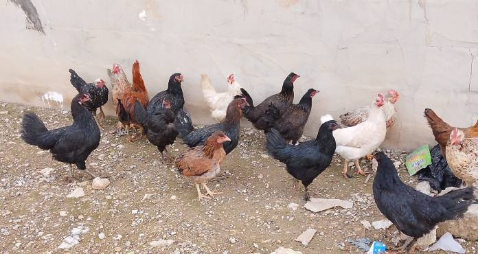 السلام عليكم البيع نتيات عتكي صرفت   بس ديك علو مول للبيع بقي لبيع نضيف خشن فول نصحت فرنسيات   عنون موصل جانب ايمن قرب سوق المعاش العبور ***********
***********
