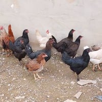 ديك • فرنسيات • الموصل جانب ايمن