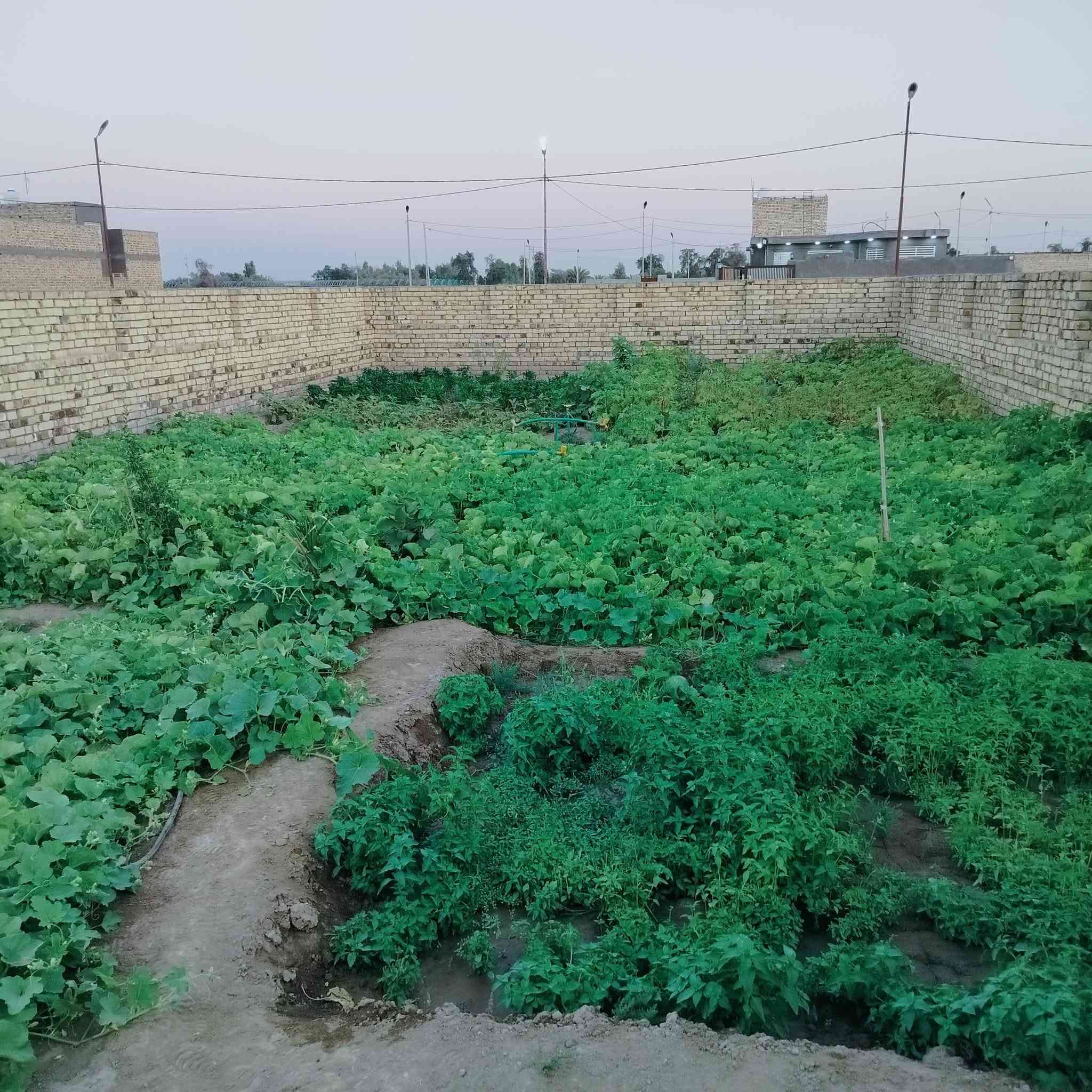 السلام عليكم عرصه للبيع طابو زراعي سند 25بسمي العرصه 200متر مجمع نور الامير طريق الدغاره مقابيل ال5دونم واتساب***********  او***********
