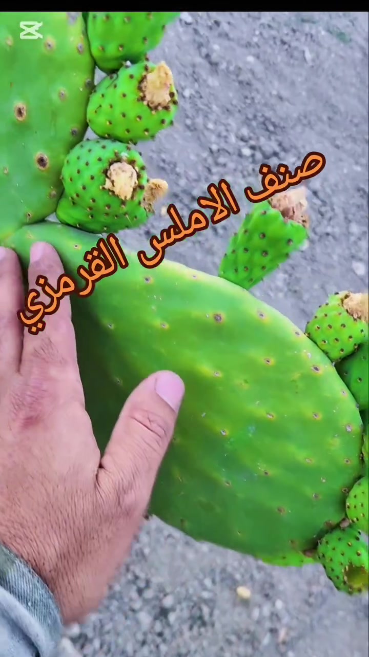 صنف الاملس القرمزي 
بدون أشواك 
غزير الاثمار 
لون الثمرة قرمزي 
مقاوم للظروف المناخية 
للتواصل على الواتساب 009647735853031
 #التين_الشوكي #الاملس #اصناف_ممتازة #العراق #نوادر #اكسبلور_فيسبوك #متابعة #لايك #ماشاءالله_تبارك_الله #زراعة #كفوف_مثمرة


**إذا كنت صاحب هذا الإعلان وتريد حذفه لأي سبب، رجاءا أرسل رسالة إلى الدعم الفني**