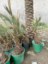 يوجد الدينا برحي ومجهول وكرنفلي وكافة انواع النخيل لاتصال ع الرقم 0785...