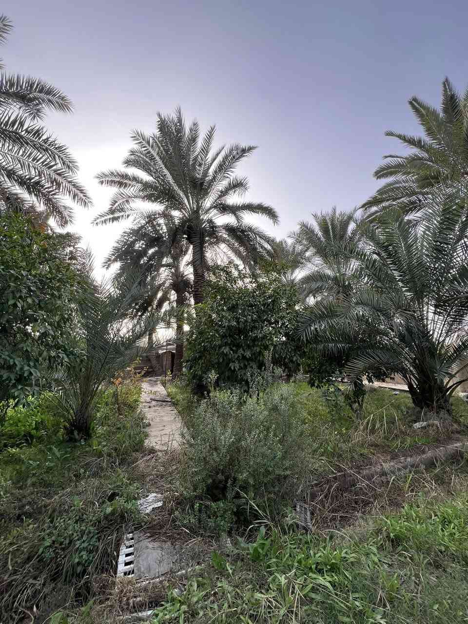 بستان للبيع المدائن الورديه  قرب مدرسة المسعودي مساحه 5 دونم واجه 50متر ونزال 250متر طابو ملك صرف تحتوي على اشجار نخيل وحمضيات وزيتون وجميع اشجار ودار استراحه موقع جدا مميز على تبليط خدمات كامله ماء اساله وماء سقي وكهرباء شارع جدا هادئ تصلح سكن او دار استراحه  جنس الارض طابو ملك صرف 
متوفر دوانم بكافة مساحات اي شخص عنده دوانم للبيع يتواصل ويانا استفسار اتصال او واتساب 
***********
