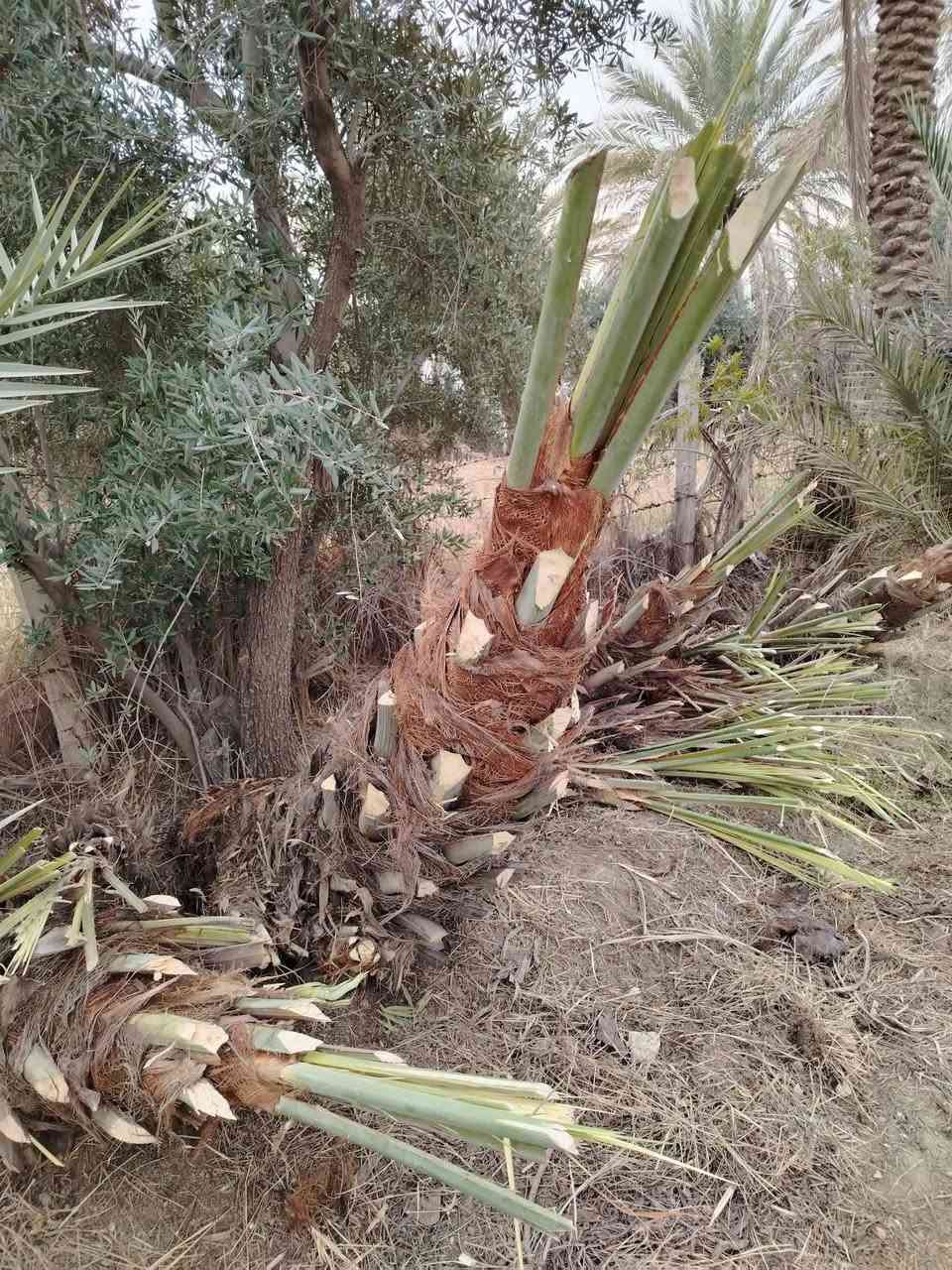 الأنواع المتوفرة:
✅ برحي 🌱 خستاوي 🌱 بريم 🌱 عمران 🌱 تبرزل 🌱 مكتوم 🌱 جمالي 🌱 اشرصي 🌱 بربن 🌱 حمراوي 🌱 شكر 🌱 شوثي أصفر.  ***********
