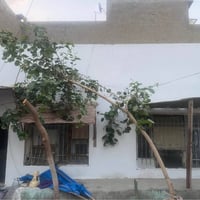 منزل للإيجار يحتوي على غرفه وهول ومطبخ صغير وصحيات وتشجير مساحته ٦٠ مت...