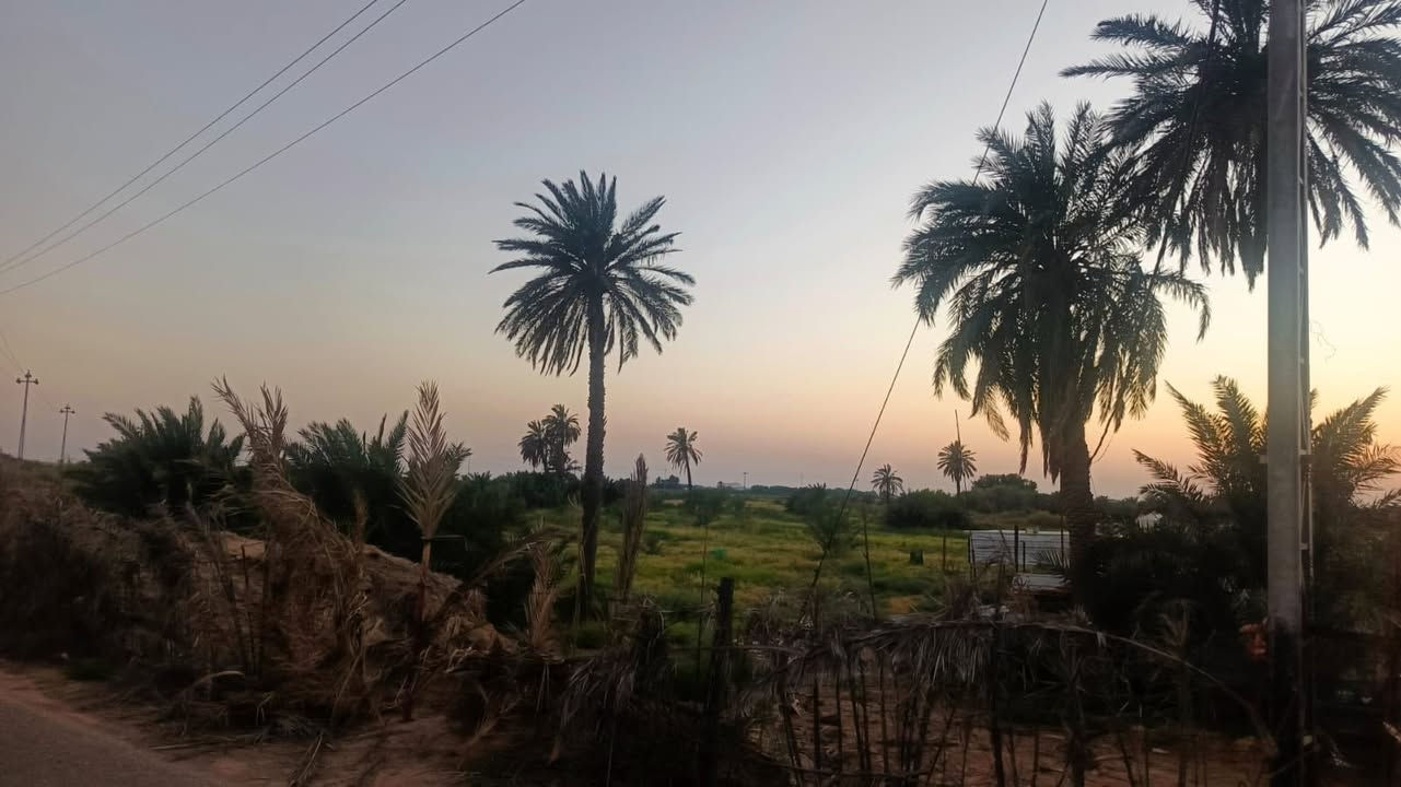 للبيع ارض طابو زراعي تحويل بالاسم 
تحتوي على نخيل وسدر وبعض الأشجار المختلفه 
كذلك تحتوي على حقل لتربية الدواجن او العجول جاهز 
ارض خصبة جداً ينصفها شارع تبليط ويحدها نهر دجله 
المجموع 6 دونم 4 طابو صرف و2  شاطيه 
توجد كهرباء محوله جديده
مدرسة + مركز صحي قريب
تصلح للاستثمار او السكن 
مكانها اكصيبه الثانيه 
سعر الدونم 
35 مليون 
يعني 6*35=210 

***********
