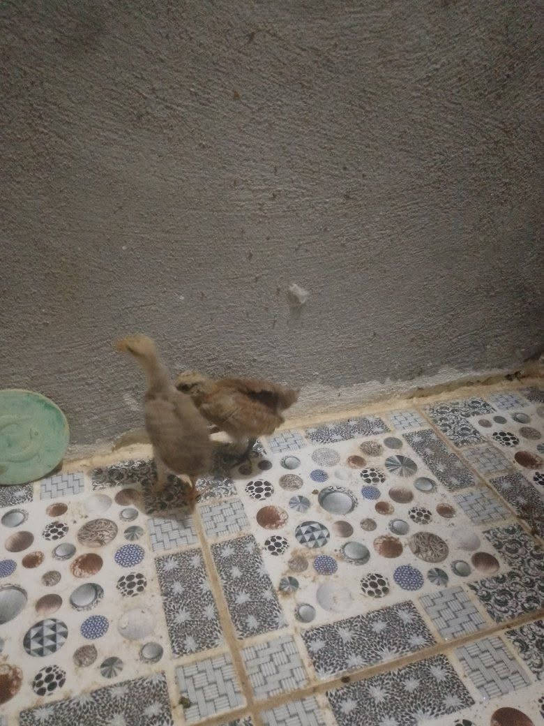 دجاجة بياضة وياها كتاكيت 2للبيع


**إذا كنت صاحب هذا الإعلان وتريد حذفه لأي سبب، رجاءا أرسل رسالة إلى الدعم الفني**