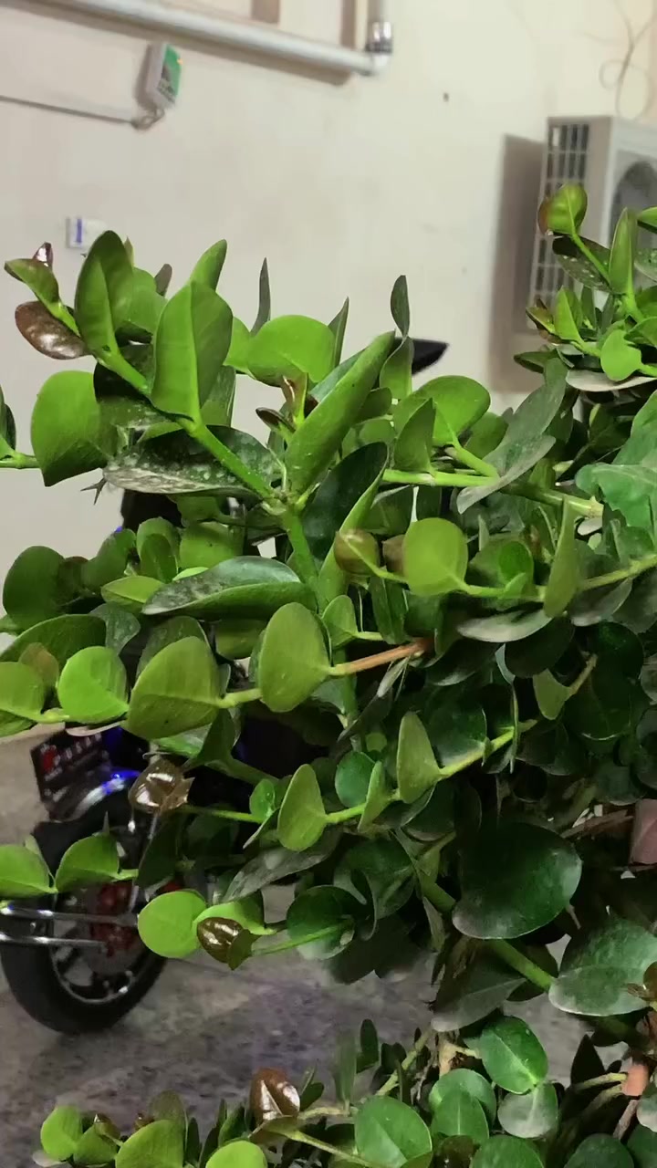 سلام عليكم ورحمة الله وبركاته

للبيع فقط هيوشه موديل 2026 استخدام قليل بطاريات 6 نوعيت هيوشه 32 امبير سعر 800 

الاستفسار اكثر خاص 

                                   ( مــلا حظه )

الي ميعجبه منشور يعبر فضلا وليس امراً 

—————————————————-


**إذا كنت صاحب هذا الإعلان وتريد حذفه لأي سبب، رجاءا أرسل رسالة إلى الدعم الفني**