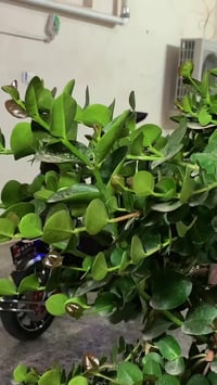 هيوشه ٢٠٢٦ • استخدام قليل • ٣٢ أمبير