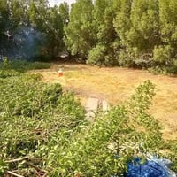 قطع وتقليم كافة الاشجار 07702142649